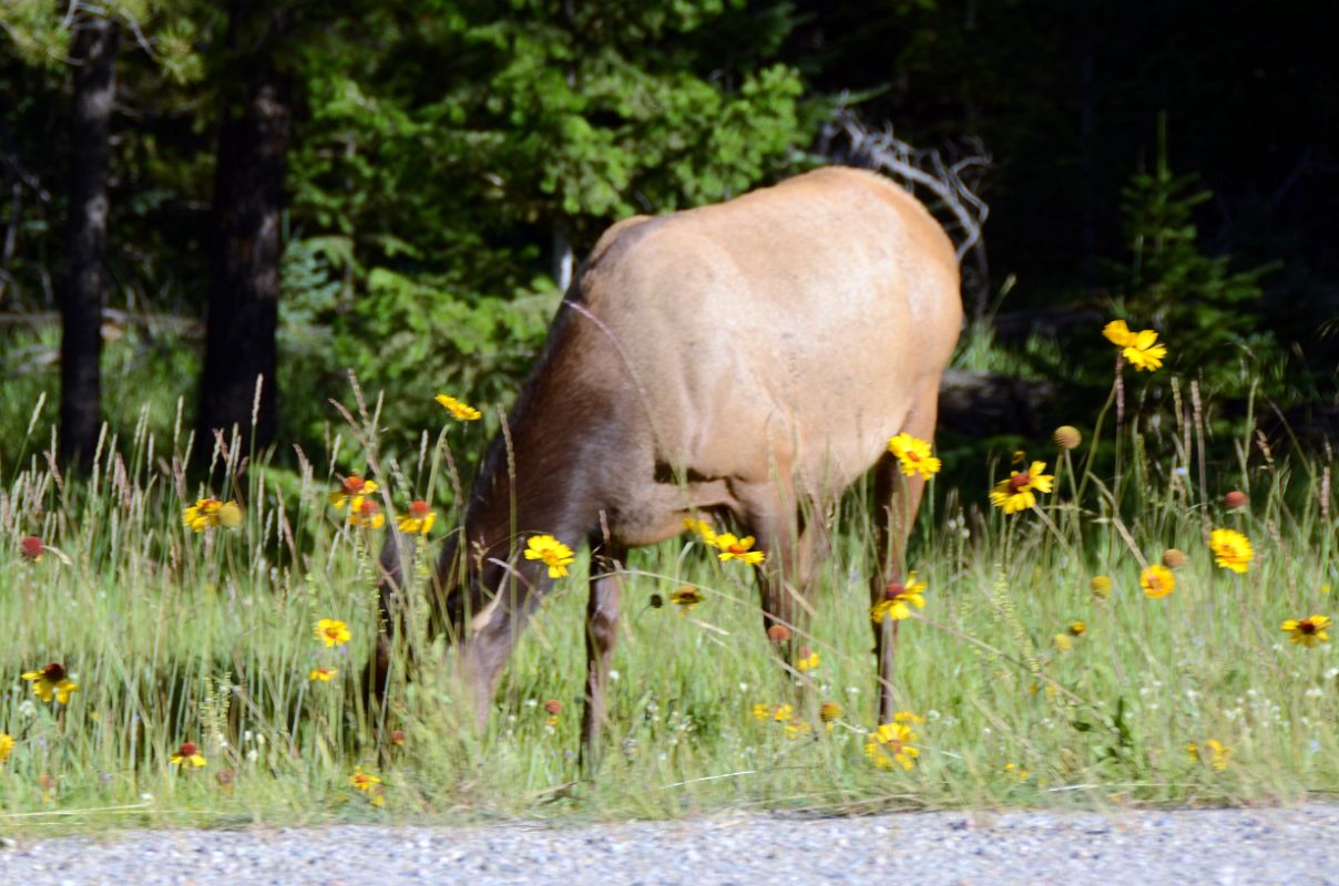 24 Elk Grazing On The Grounds of Jasper Park Lodge